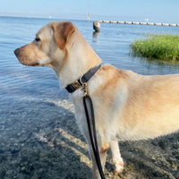 Ember Black Waterproof Dog Collar