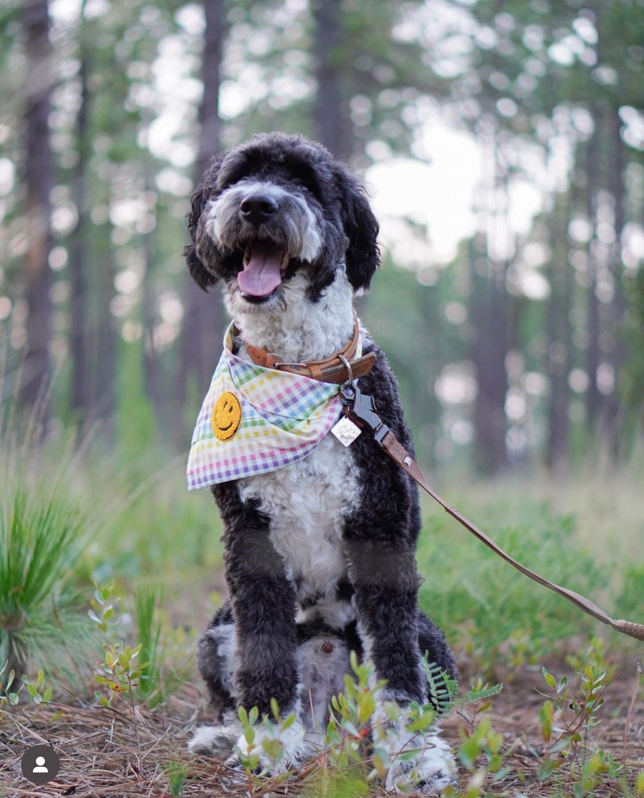 Rainbow Smiles Dog Bandana