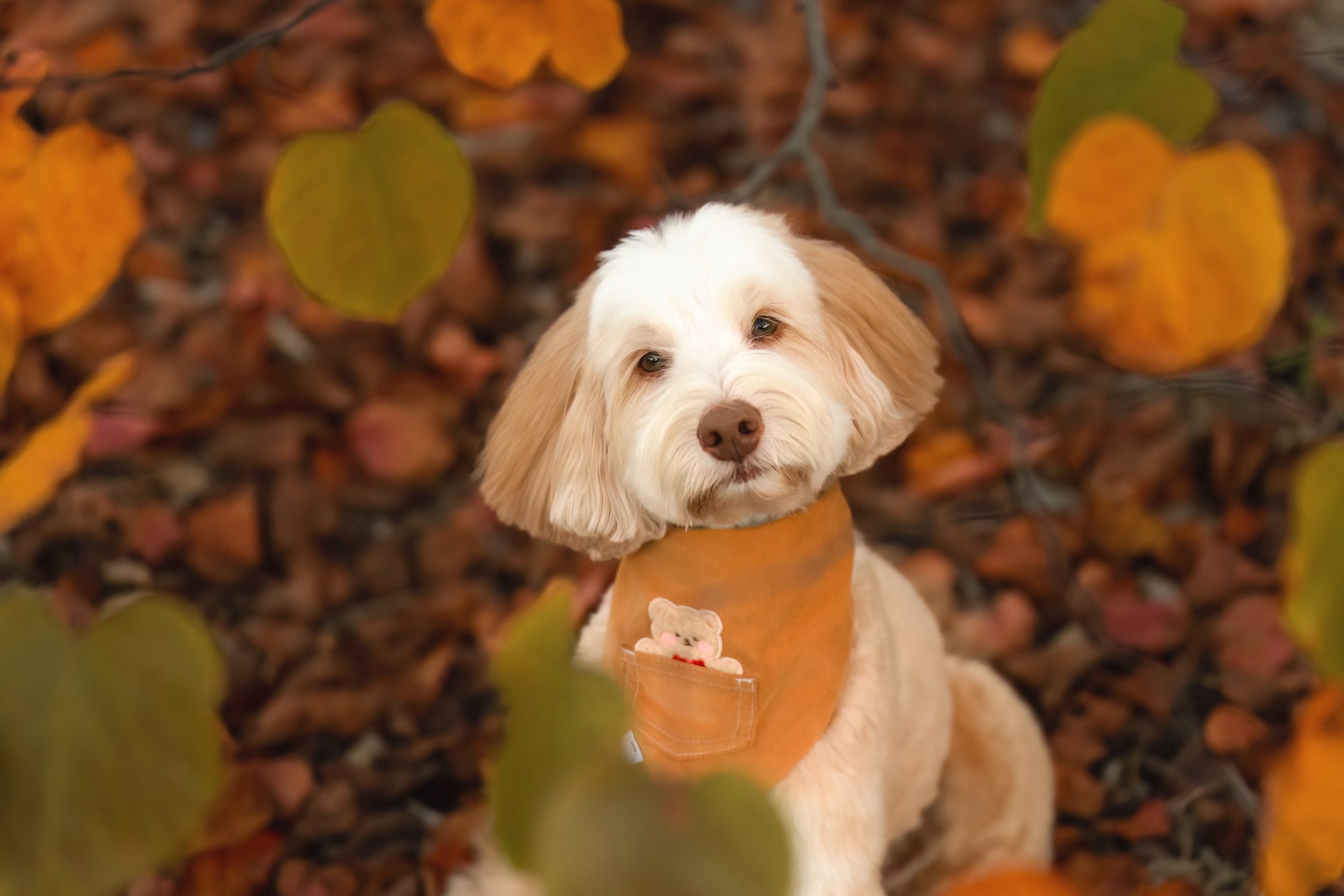 Caramel Corduroy Pocket Teddy Vo2. 1 Dog Bandana - Brown | Fall Teddy Bear Dog Bandana | Shop Sunny Tails