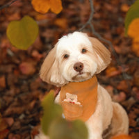 Caramel Corduroy Pocket Teddy Vo2. 1 Dog Bandana - Brown | Fall Teddy Bear Dog Bandana | Shop Sunny Tails