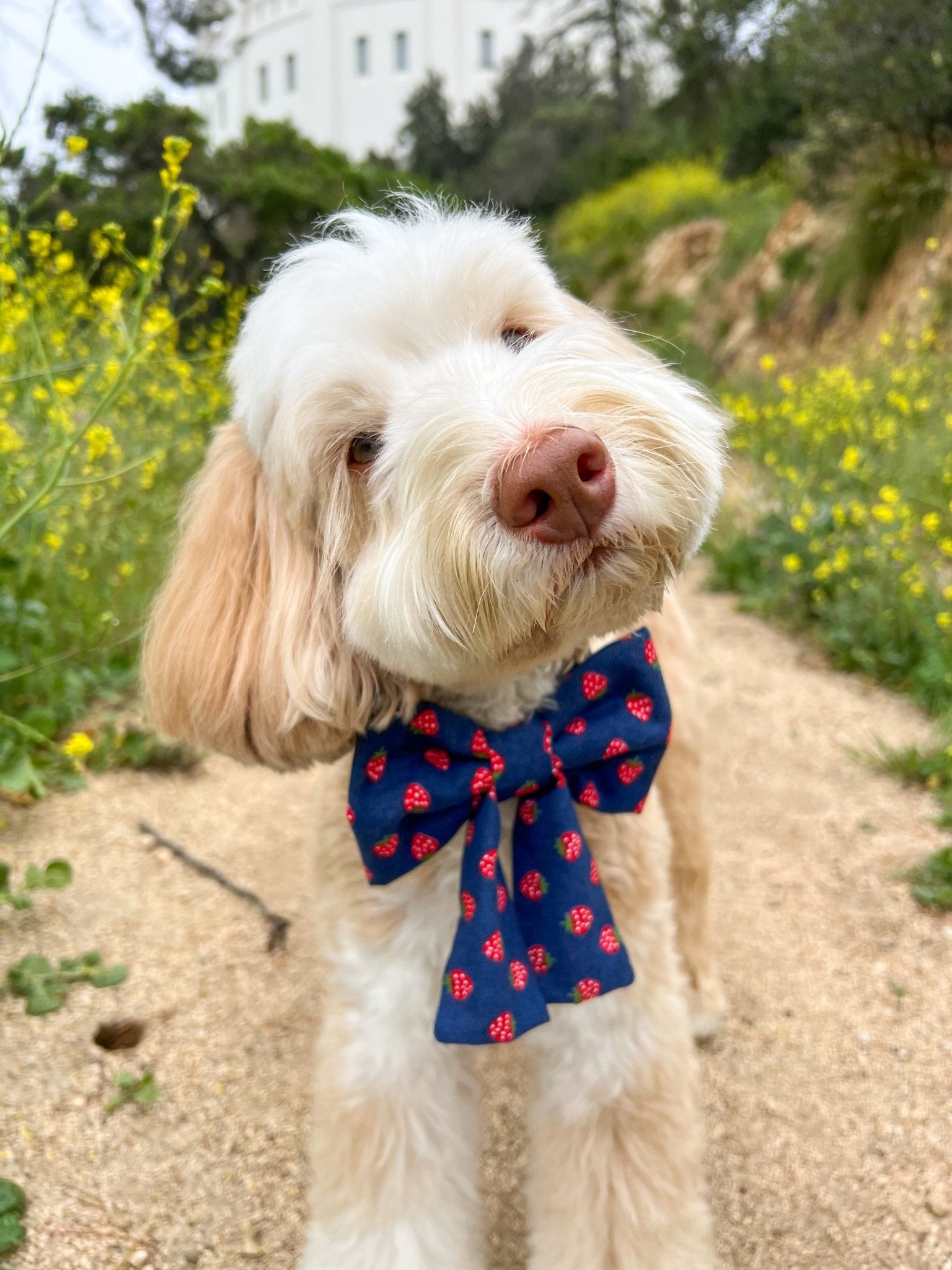 Strawberry Jeans Dog Sailor Bow - SUNNY TAILS