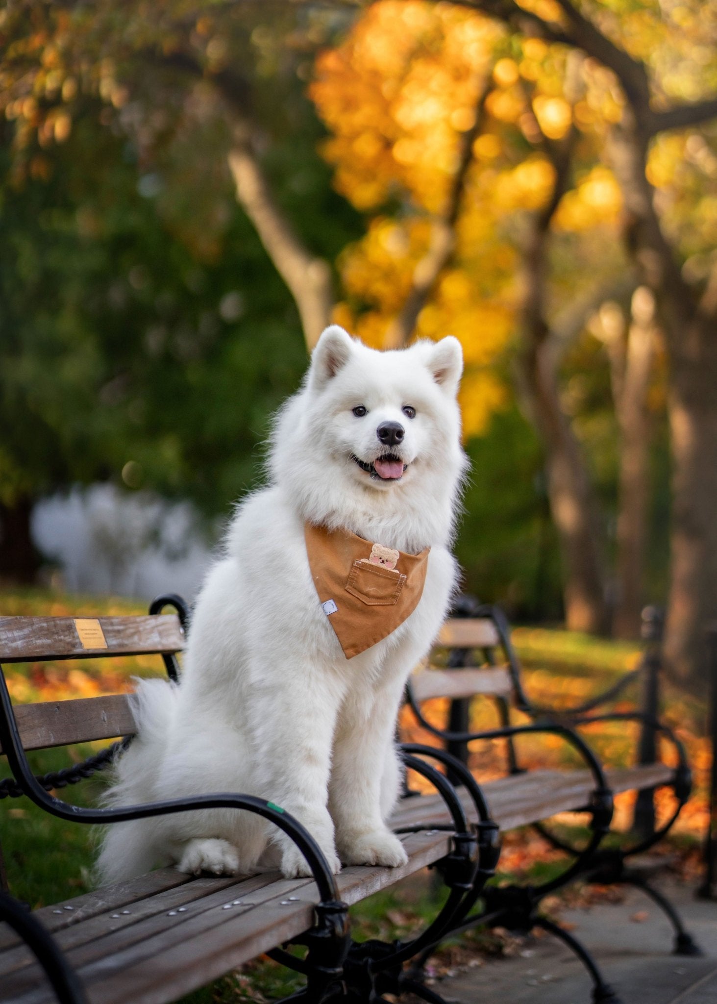 Caramel Corduroy Pocket Teddy Vol. 2 Dog Bandana - Beige - SUNNY TAILS