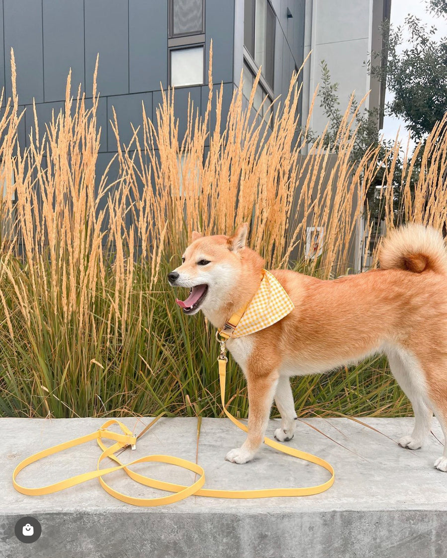 Dandelion Yellow Cloud Dog Collar Bundle