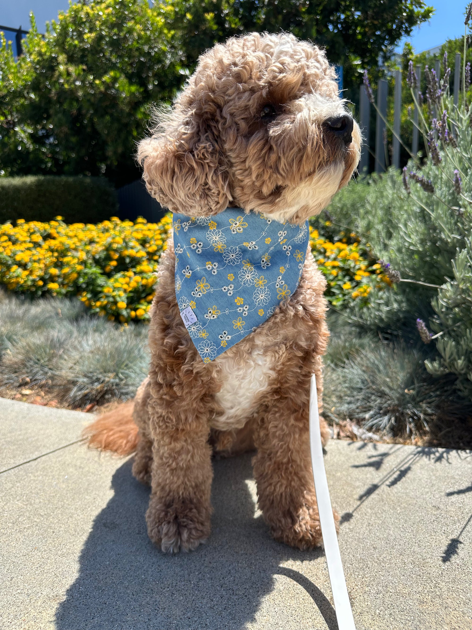 Denim &amp; Daisies Dog Bandana