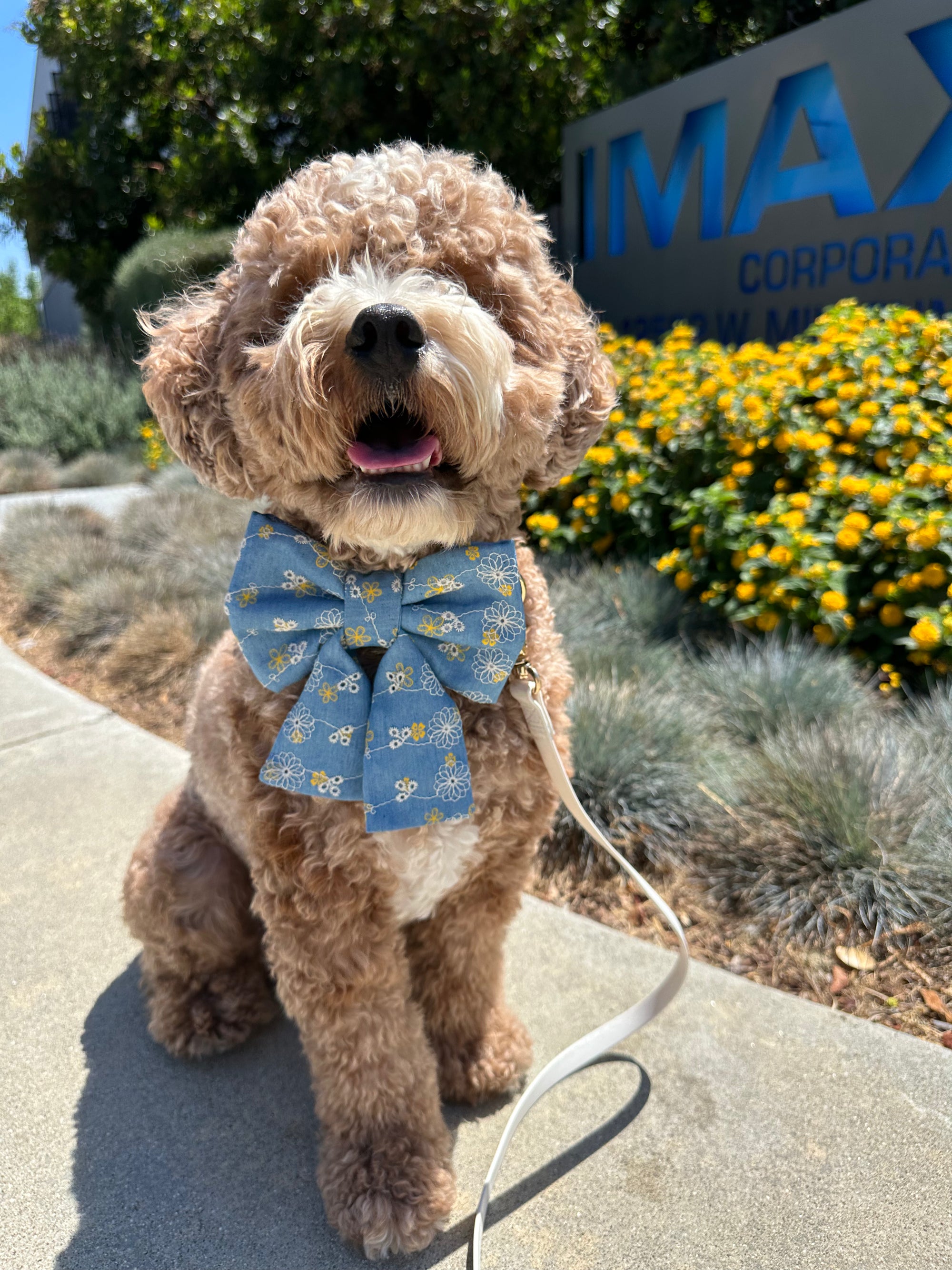 Denim &amp; Daisies Dog Sailor Bow