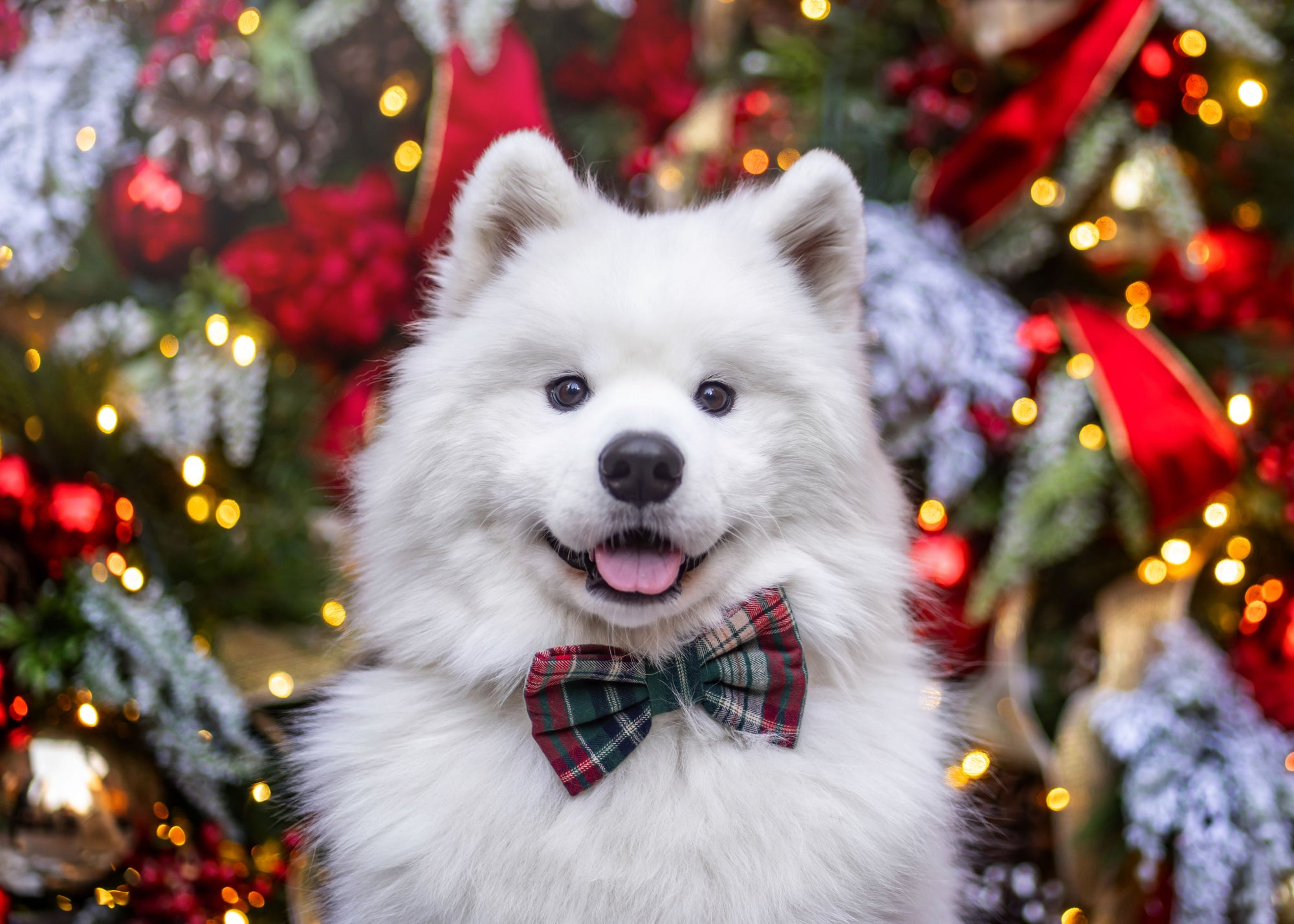 Green Tartan Flannel Dog Bow Tie