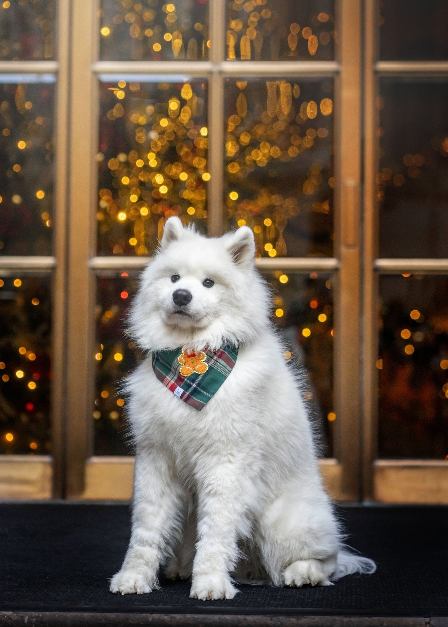Gingerbread Green Tartan Flannel Dog Bandana - SUNNY TAILS