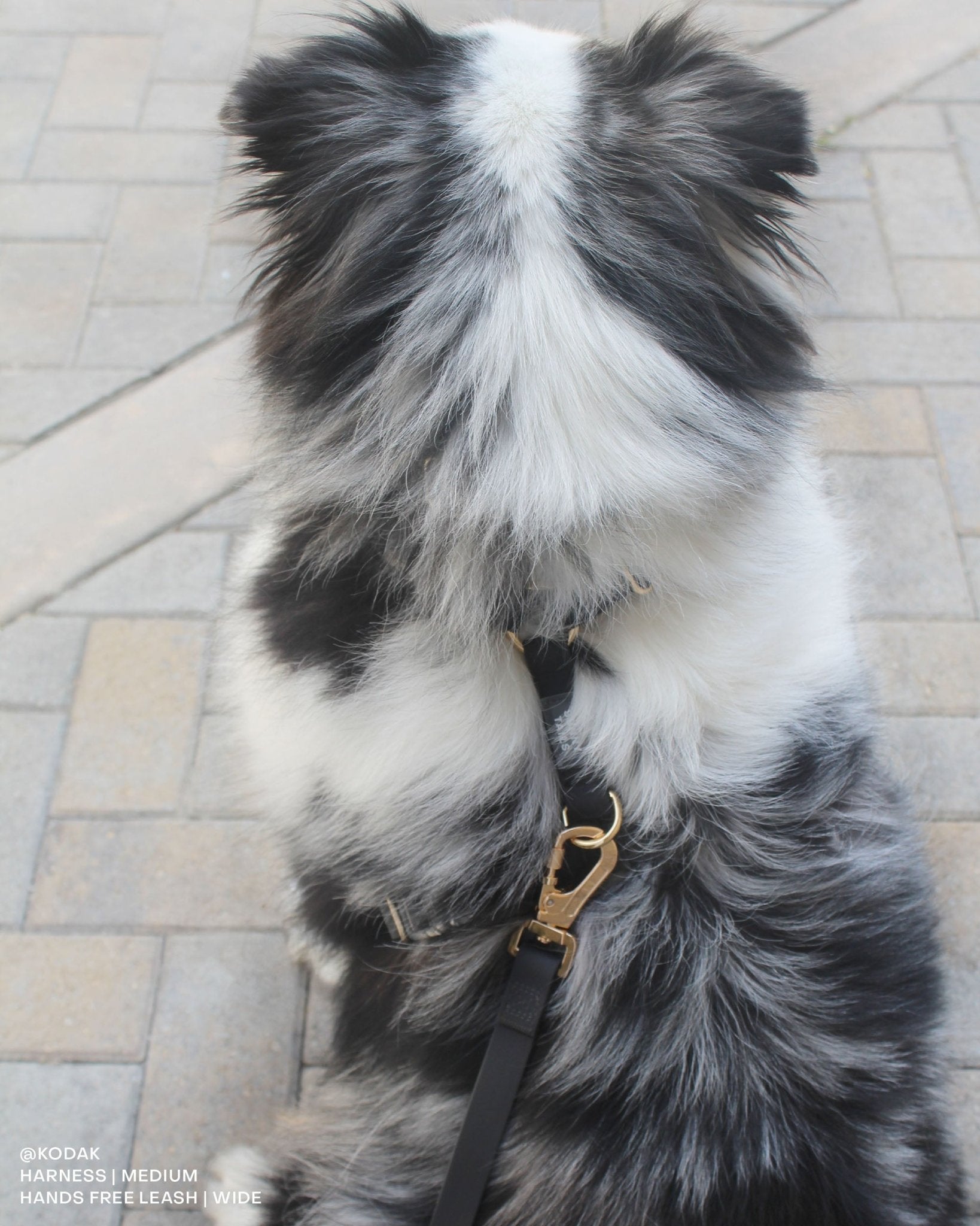 Ember Black Cloud Lite Dog Harness | Waterproof Dog Harness | No