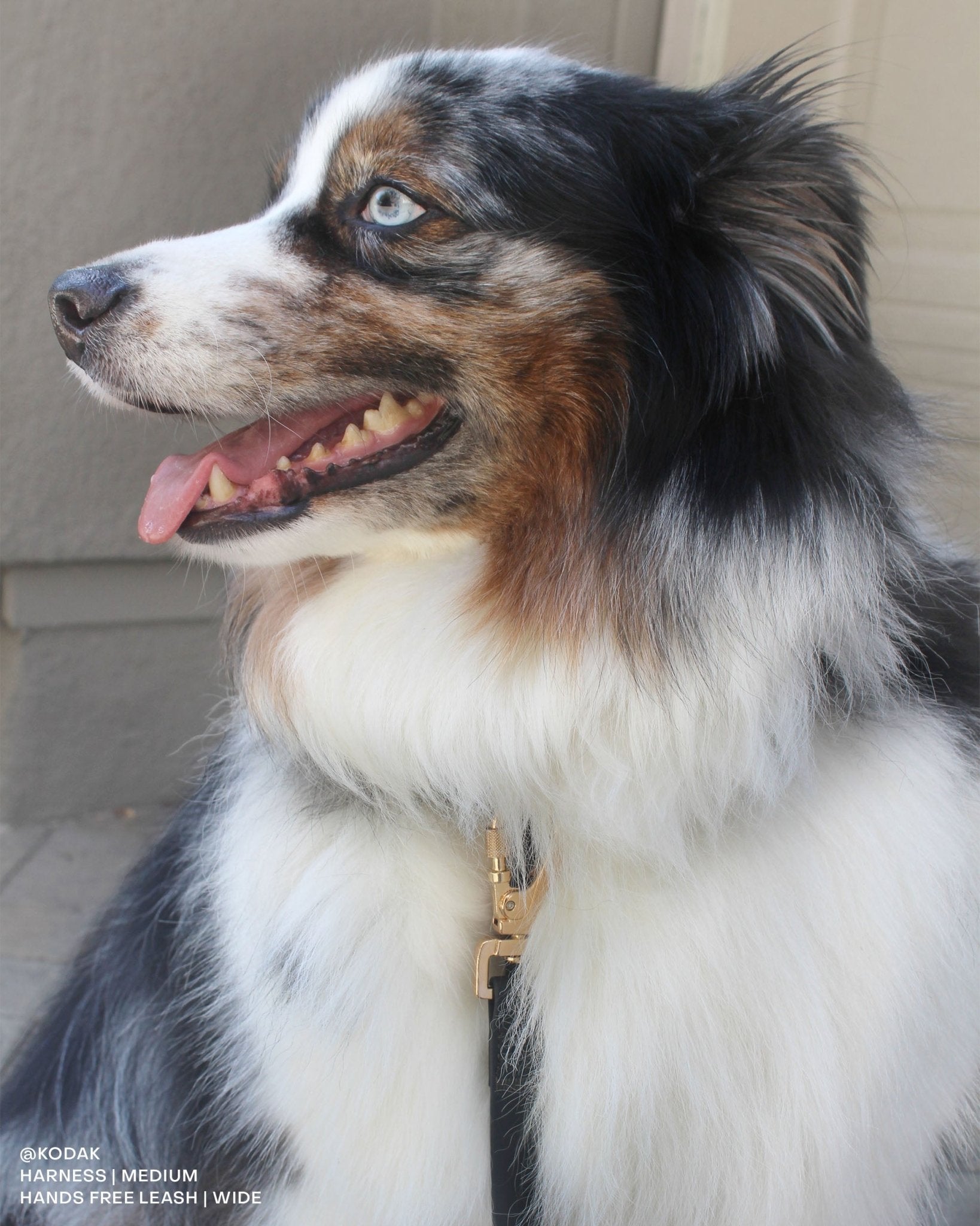 Ember Black Cloud Lite Dog Harness - SUNNY TAILS