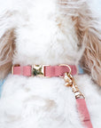 Cloud Dog Collar Bundle - SUNNY TAILS