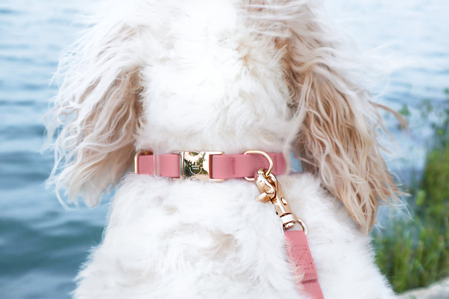 Perfect Pink Cloud Dog Collar Bundle