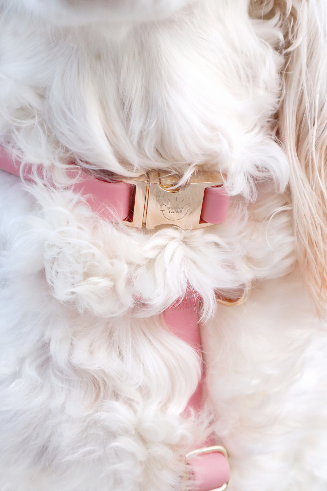 Perfect Pink Cloud Dog Collar Bundle