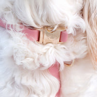 Perfect Pink Cloud Dog Collar Bundle