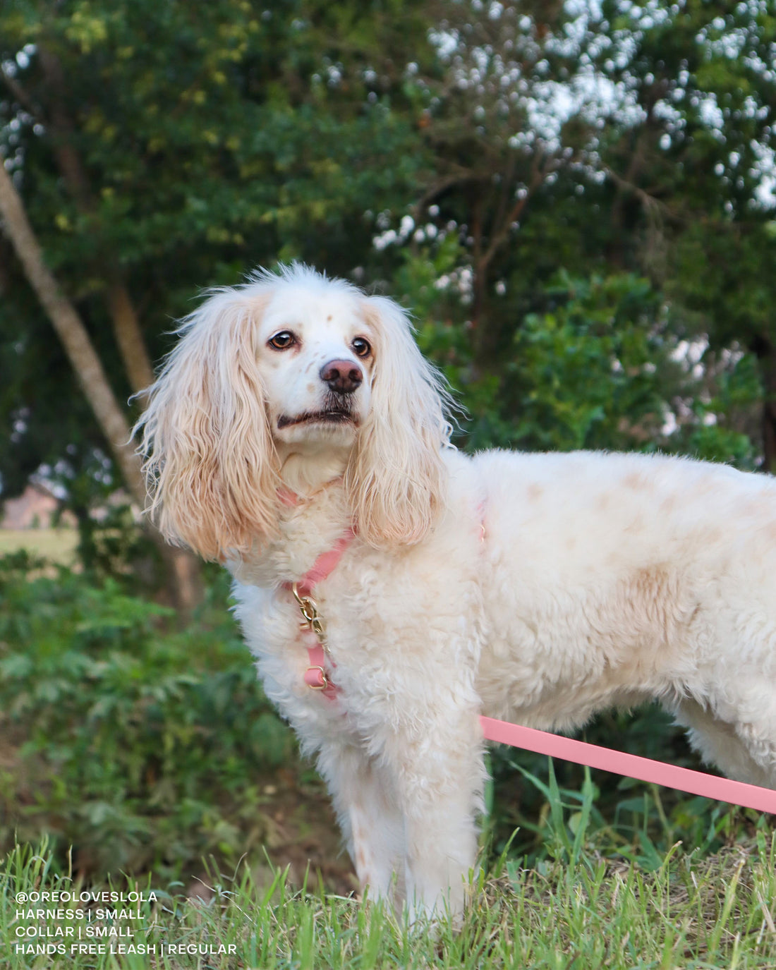 Perfect Pink Cloud Lite Dog Harness | Waterproof Dog Harness | No Pull Front Attachment | Available in 4 Sizes