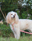 Perfect Pink Cloud Lite Dog Harness | Waterproof Dog Harness | No Pull Front Attachment | Available in 4 Sizes