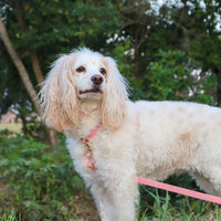 Perfect Pink Cloud Lite Dog Harness | Waterproof Dog Harness | No Pull Front Attachment | Available in 4 Sizes