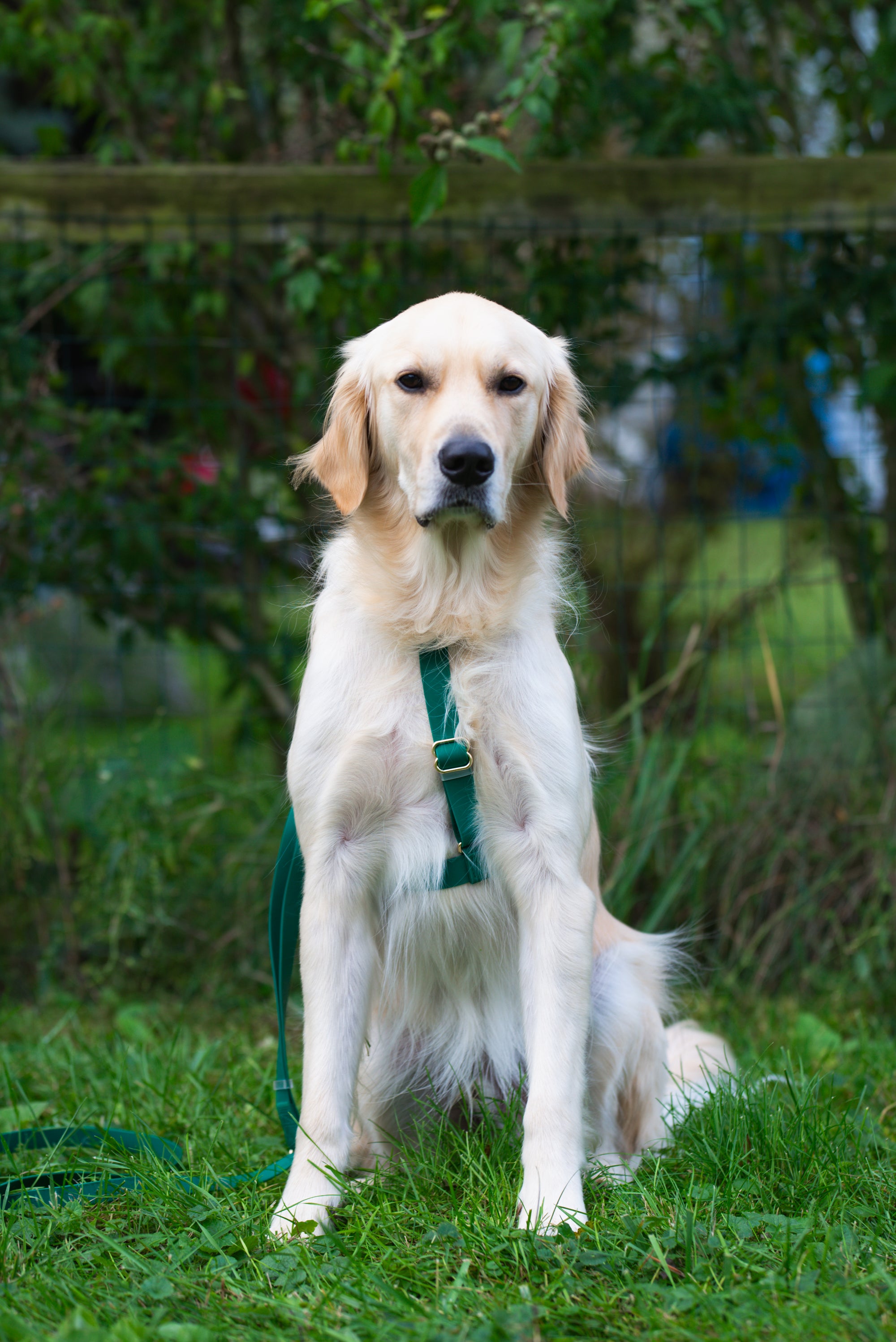 Cloud Lite Dog Harness Bundle Wide