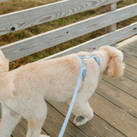 Malibu Blue Wide Cloud Lite Dog Harness Bundle 3/4"
