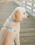 Cloud Lite Dog Harness Bundle
