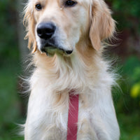 Mulberry Burgundy Wide Cloud Lite Dog Harness Bundle 3/4"