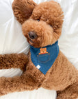 Pocket Teddy Indigo Denim Dog Bandana - Brown - SUNNY TAILS