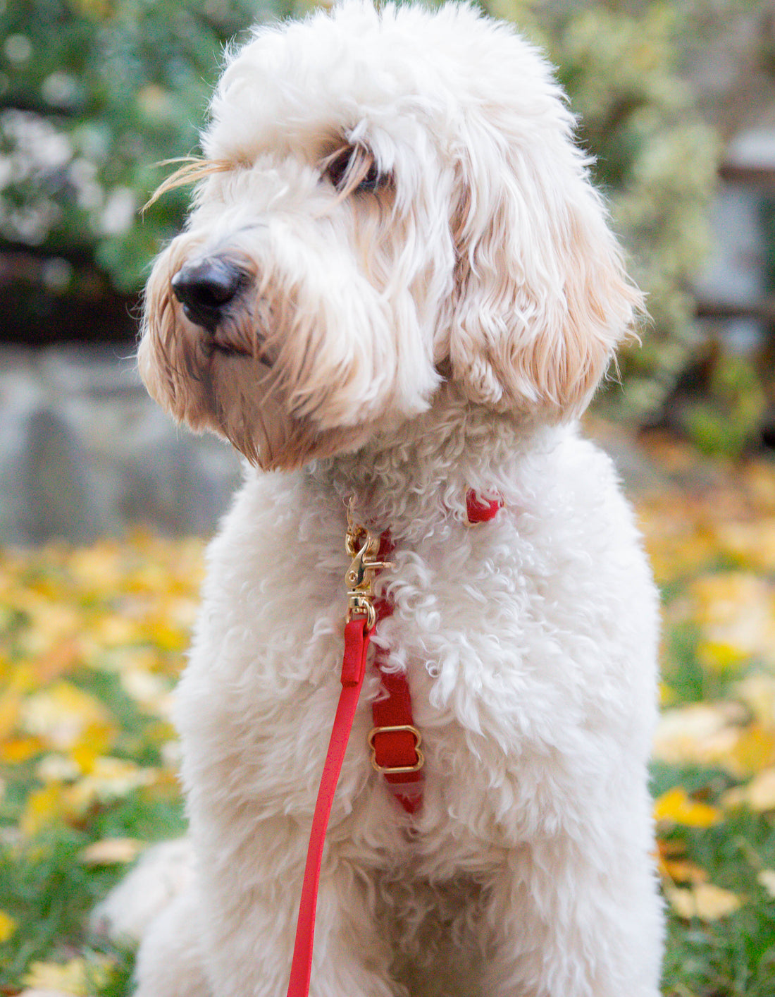 Cherry Red 4-in-1 Wide Convertible Hands Free Cloud Dog Leash 3/4"