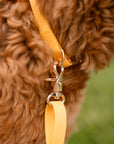 Dandelion Yellow Dog Collar | Waterproof Quick Release Collar | Available in 3 Sizes | Durable Dog Collars | Shop Sunny Tails