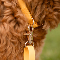 Dandelion Yellow Waterproof Dog Collar