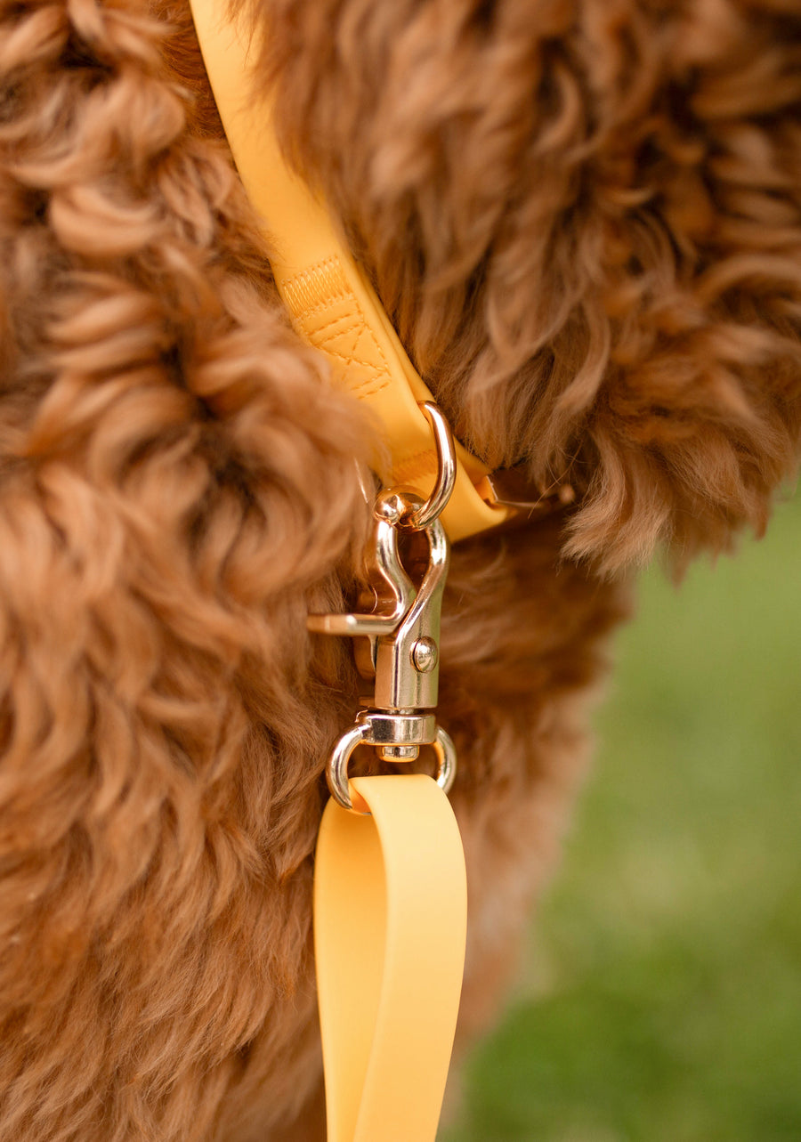 Dandelion Yellow Waterproof Dog Collar