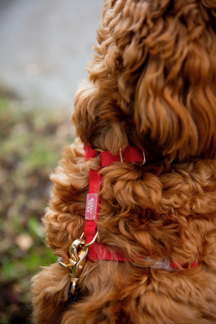 Cherry Red Cloud Lite Dog Harness | Waterproof Dog Harness | No Pull Front Attachment | Available in 3 Sizes