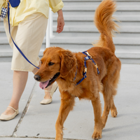 Best Sellers Harness & Treat Pouch Bundle Wide