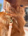 Cloud Convertible Leash Extension Bundle Wide - SUNNY TAILS