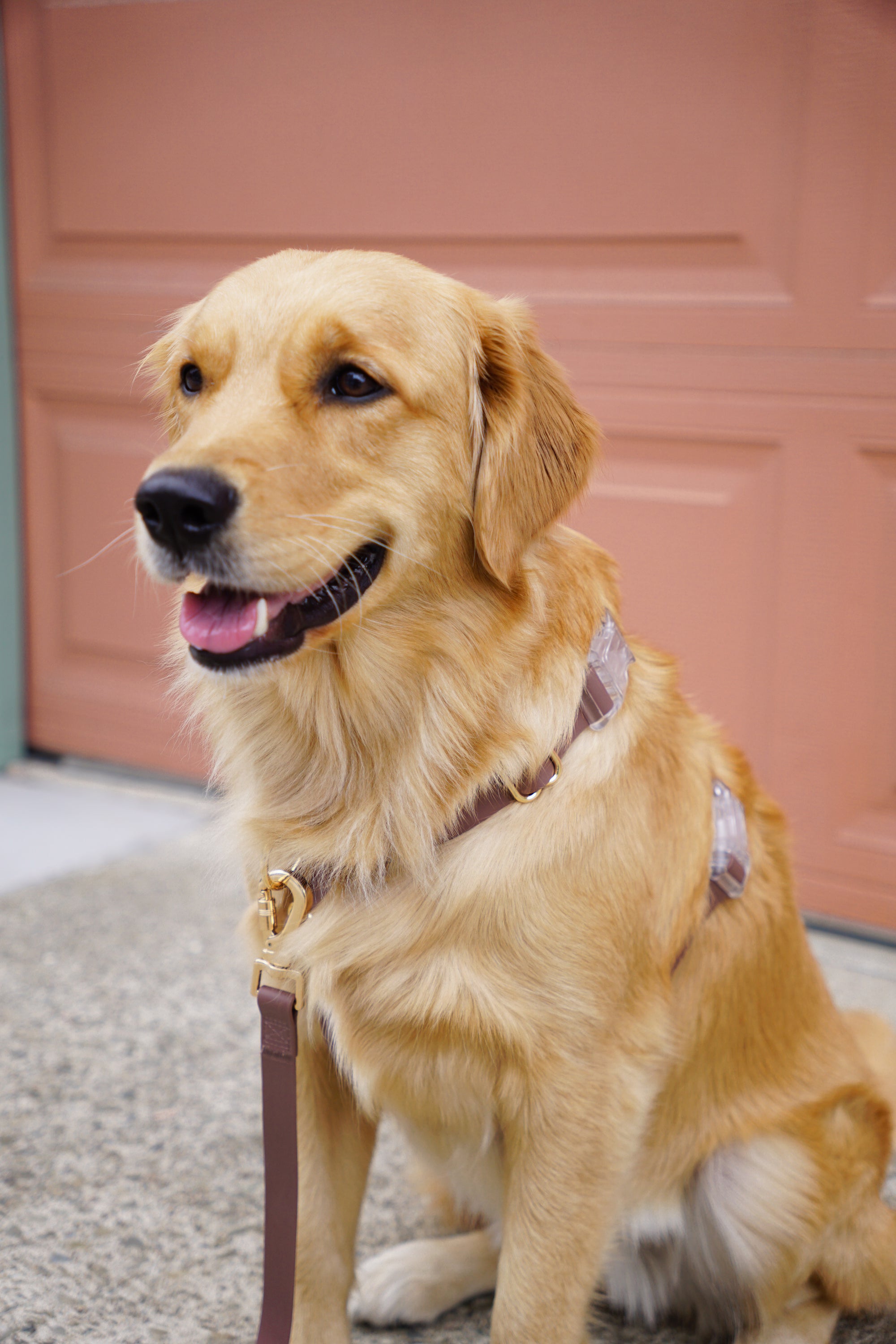 Espresso Brown Wide Convertible Hands Free Cloud Dog Leash | Multifunctional, Waterproof, and Lightweight Dog Leash | Shop Sunny Tails