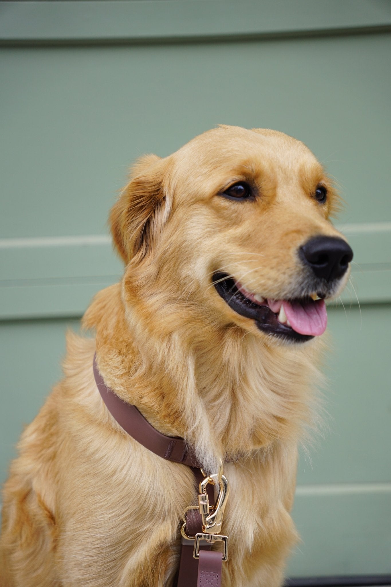 Cloud Lite Dog Harness Bundle - SUNNY TAILS