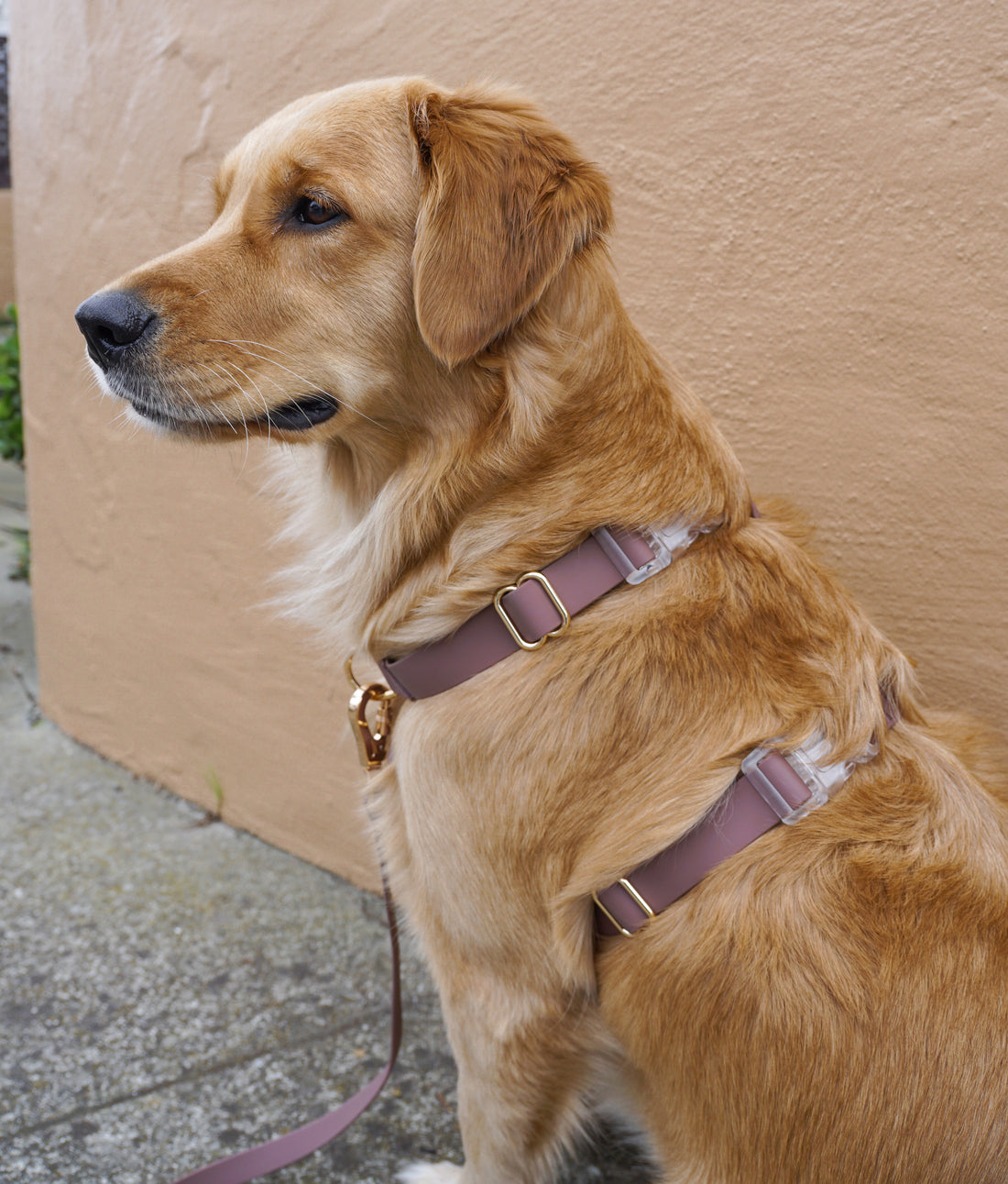 Espresso Brown Cloud Lite Dog Harness | Waterproof Dog Harness | No Pull Front Attachment | Available in 3 Sizes