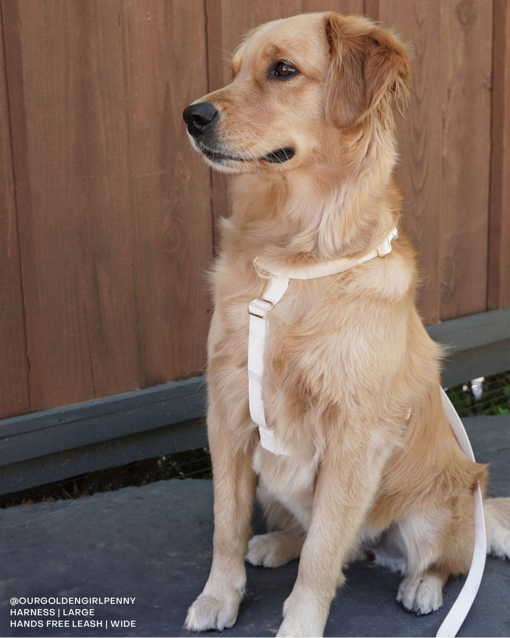 Cloud Lite Dog Harness Bundle Wide - SUNNY TAILS