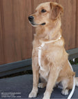 Cloud White Cloud Lite Dog Harness | Waterproof Dog Harness | No Pull Front Attachment | Available in 4 Sizes