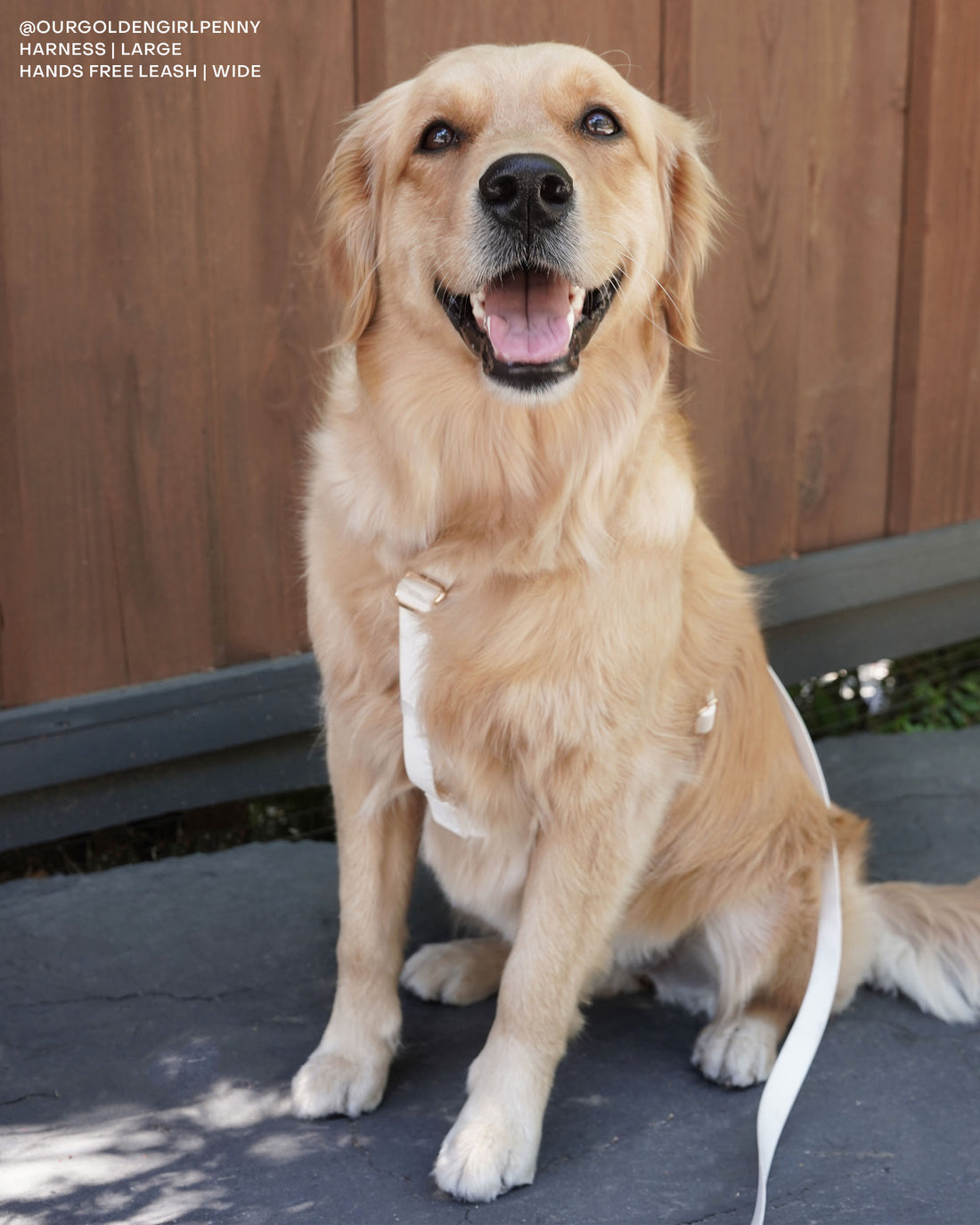 Cloud White Cloud Lite Dog Harness | Waterproof Dog Harness | No Pull Front Attachment | Available in 4 Sizes