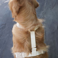 Cloud White Cloud Lite Dog Harness | Waterproof Dog Harness | No Pull Front Attachment | Available in 4 Sizes