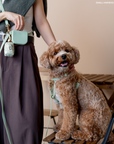 Pistachio Green 4-in-1 Convertible Hands Free Cloud Dog Leash | Multifunctional, Waterproof, and Lightweight Dog Leash | No Pull Dog Harness | Snap Dog Treat Pouch | Dog Waste Poop Bag Dispenser