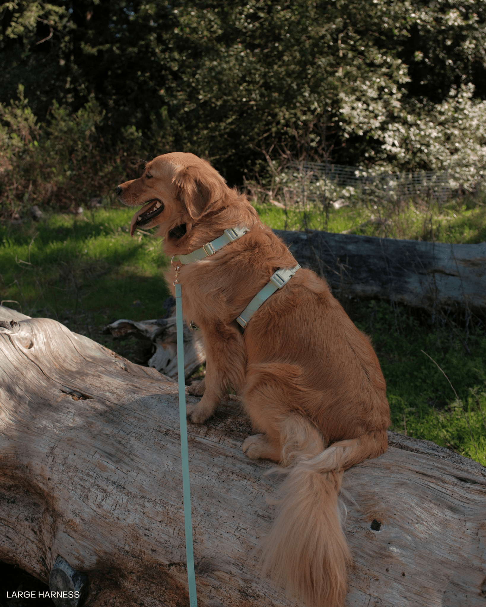 Cloud Leash Extension &amp; Treat Pouch Bundle - SUNNY TAILS
