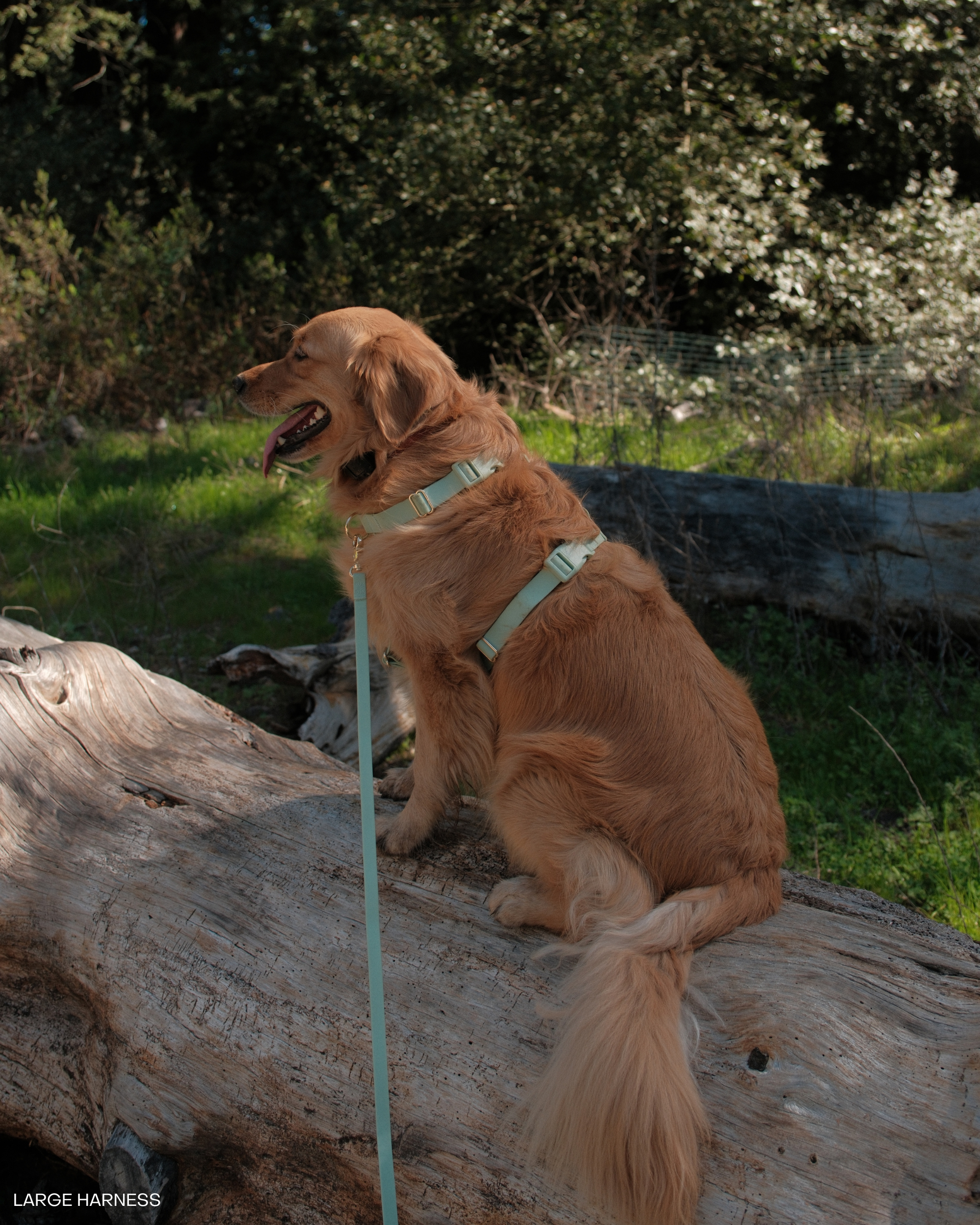 Pistachio Green 4-in-1 Convertible Hands Free Cloud Dog Leash | Multifunctional, Waterproof, and Lightweight Dog Leash | No Pull Dog Harness | Snap Dog Treat Pouch | Dog Waste Poop Bag Dispenser