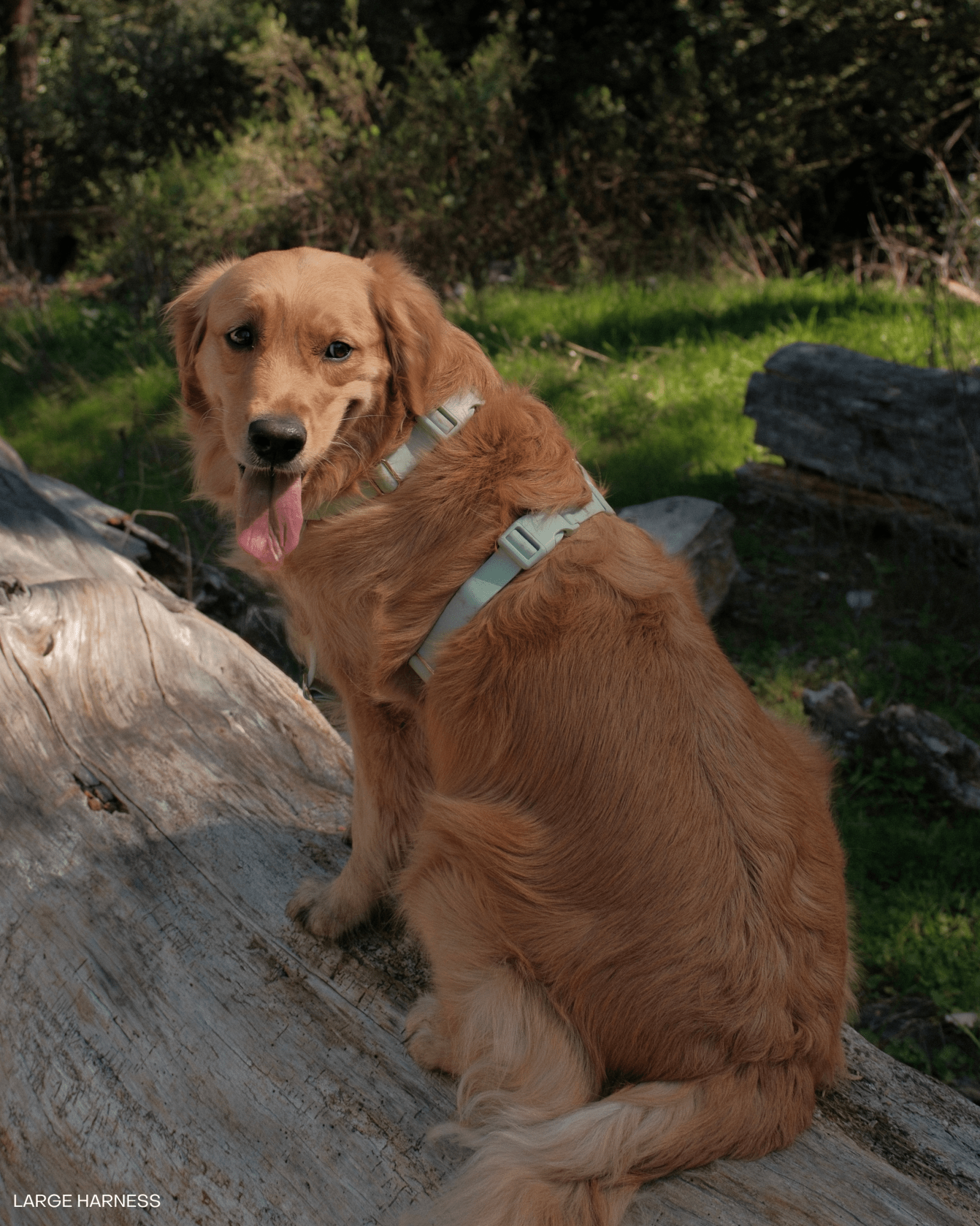 Cloud Lite Dog Harness Treat Pouch Bundle Wide - SUNNY TAILS