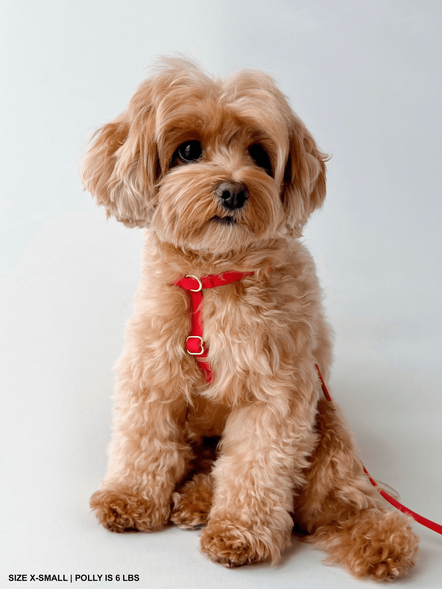 Cherry Red Cloud Lite Dog Harness - SUNNY TAILS