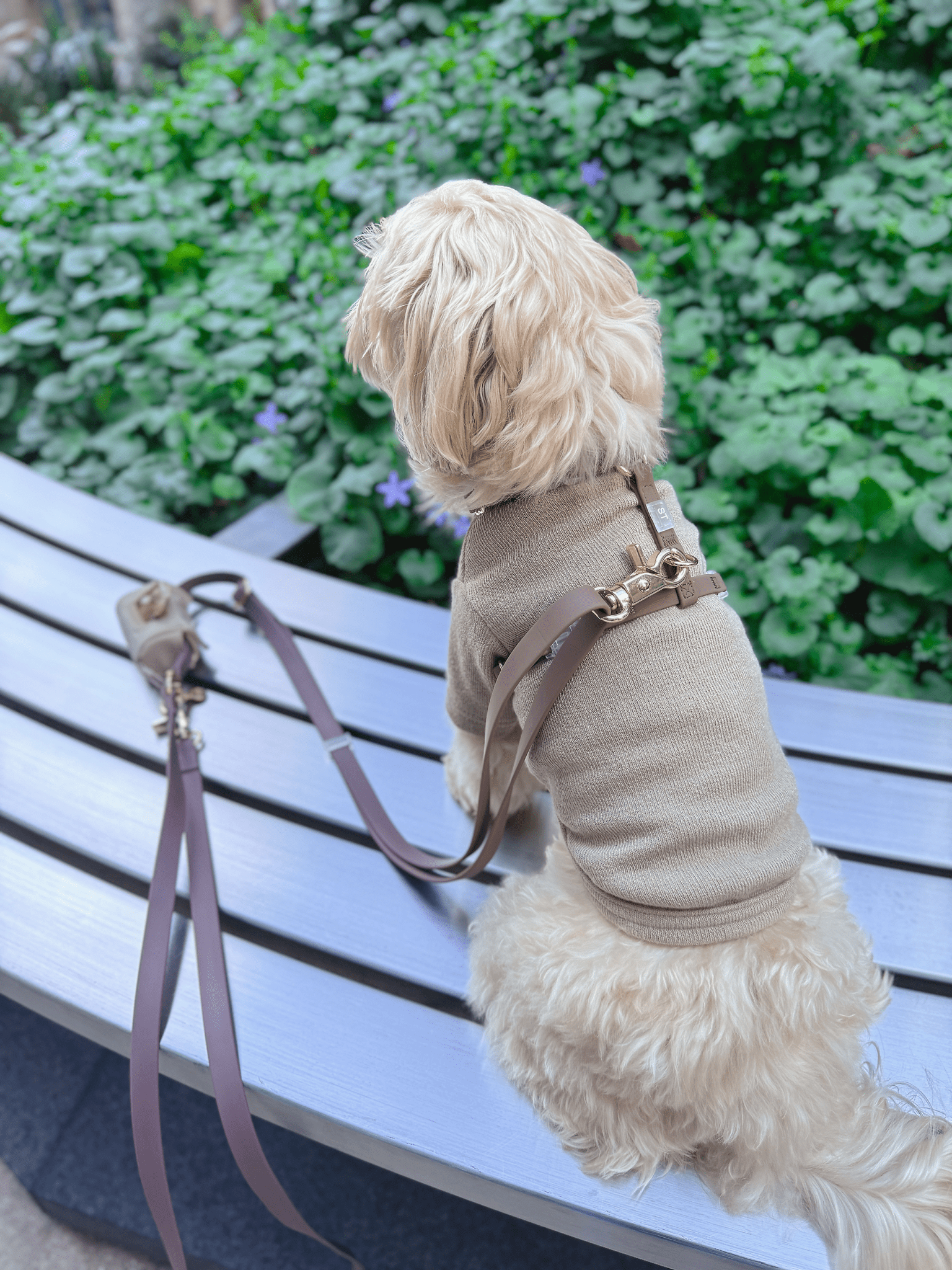 Cloud Lite Dog Harness Bundle - SUNNY TAILS
