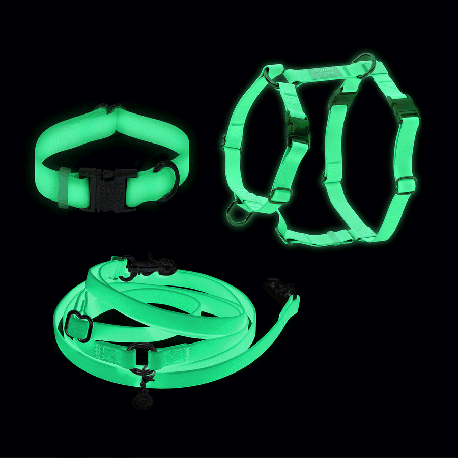 Lunar Glow Dog Harness and Collar Bundle | Glow in the Dark Hands Free Leash Dog Walk Set | Waterproof | White Dog Harness and Collar | Sunny Tails