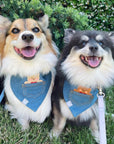 Pocket Teddy Indigo Denim Dog Bandana - Brown - SUNNY TAILS