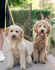 Dandelion Yellow Dog Collar | Waterproof Quick Release Collar | Available in 3 Sizes | Durable Dog Collars | Shop Sunny Tails