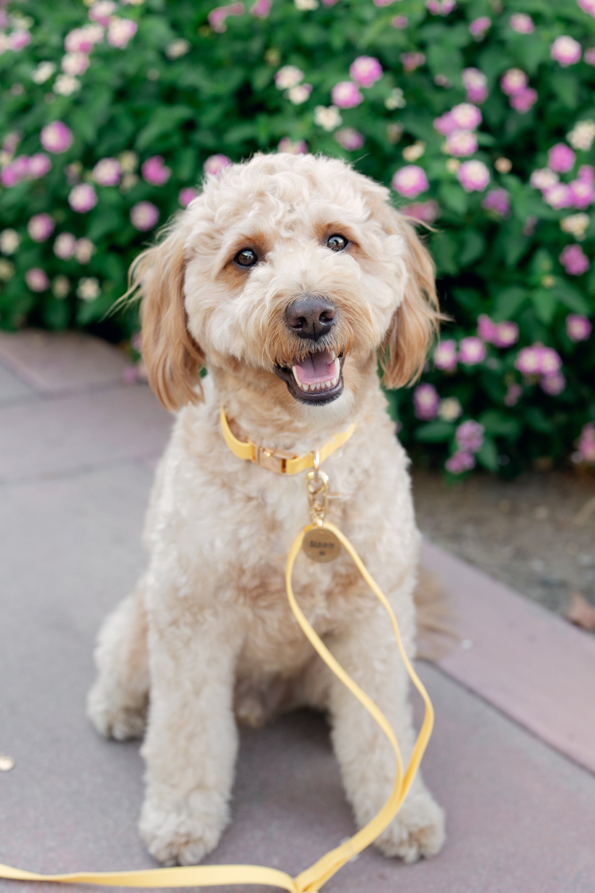 Dandelion Yellow Dog Collar | Waterproof Quick Release Collar | Available in 3 Sizes | Durable Dog Collars | Shop Sunny Tails