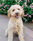 Dandelion Yellow Dog Collar | Waterproof Quick Release Collar | Available in 3 Sizes | Durable Dog Collars | Shop Sunny Tails